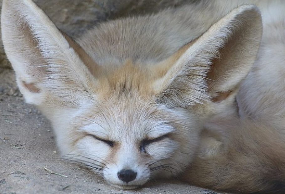 Cute creatures with enormous ears