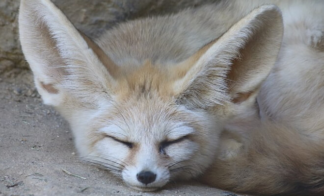 Cute creatures with enormous ears