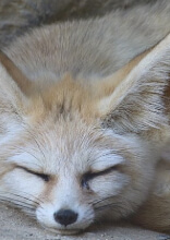 Cute creatures with enormous ears