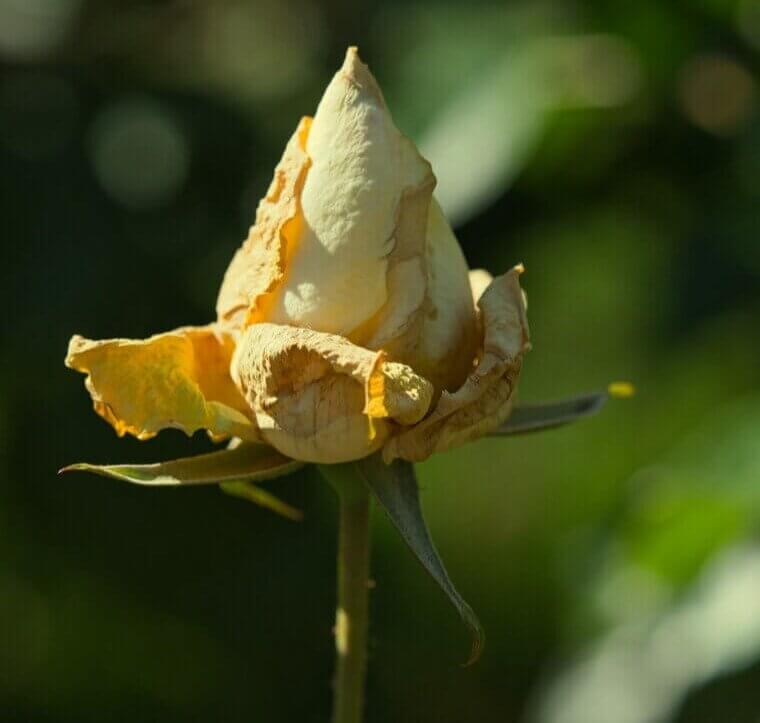 Madagascar Cyclones and Vanilla