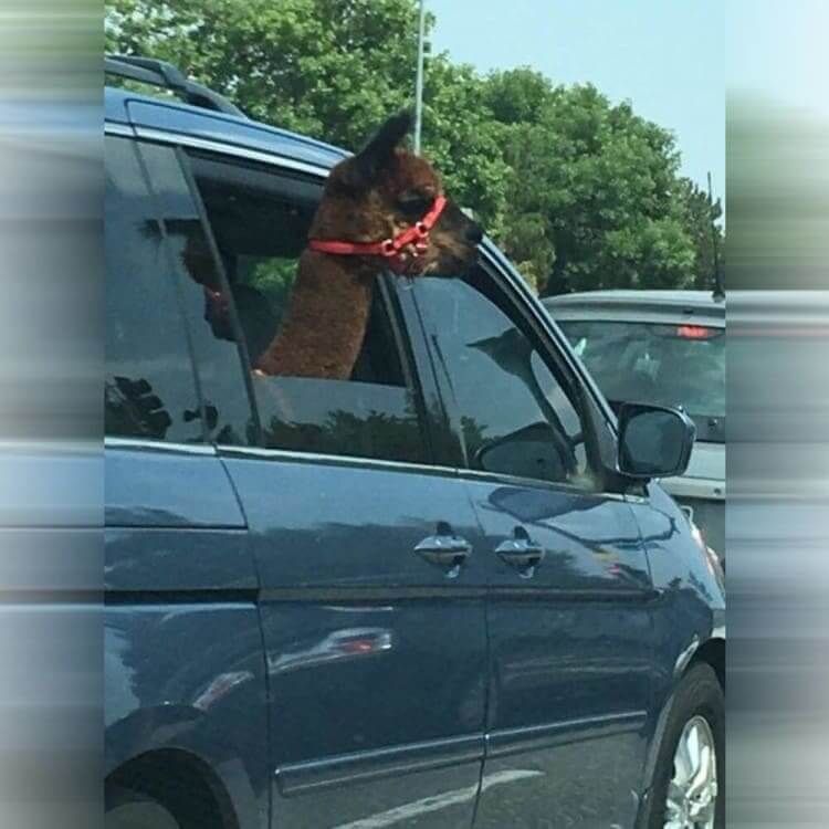 Enjoying The Ride