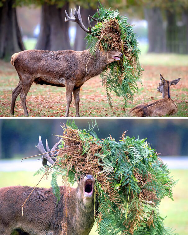 When The Camouflage Game Is Too Strong