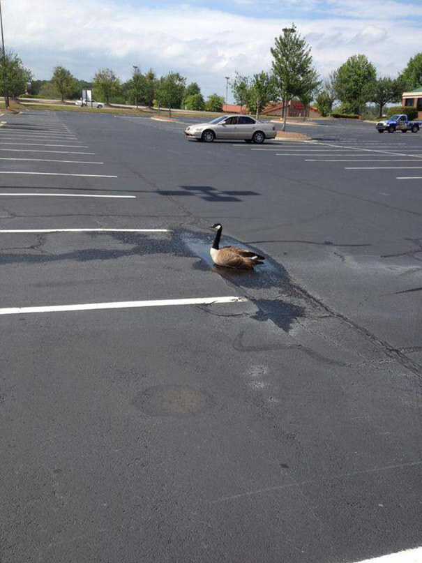 A Goose Full Of Optimism
