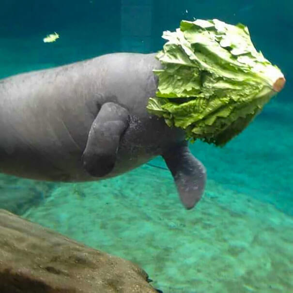 Majestic Manatees
