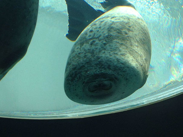 When A Seal Runs Into The Glass