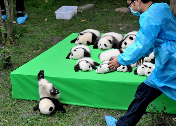 A Panda Faceplanting