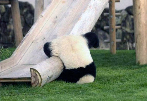 The Reason Why Pandas Are Endangered