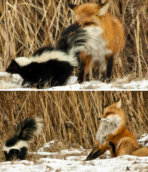 Caught In A Stink Bomb