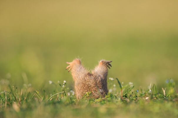 A Squirrel That Got Too Fat
