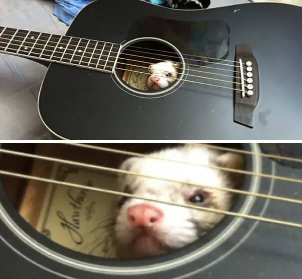 Never Leave A Ferret Alone