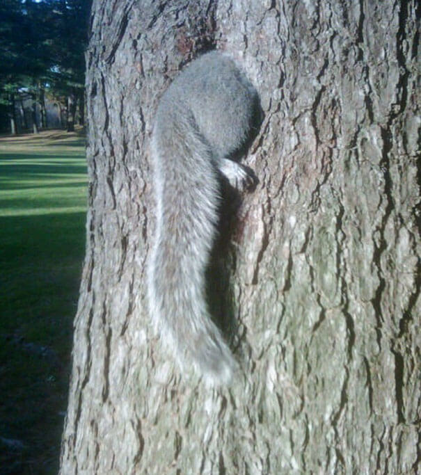 Another Squirrel That Ate A Bit Too Much