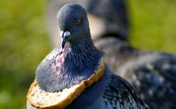 Bread Stuck Around A Pigeon's Neck