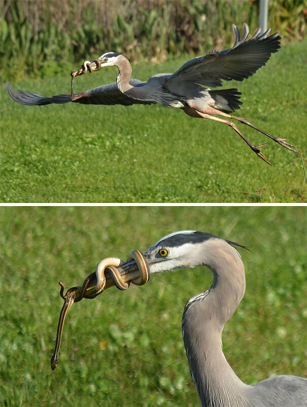 Dinner Decided To Fight Back