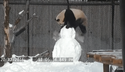 A Panda Wrestling A Snowman