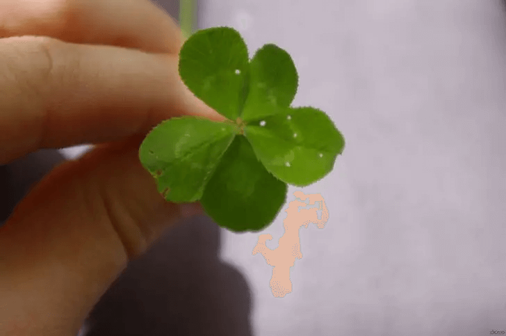 This Must Mean an Abundance of Luck
