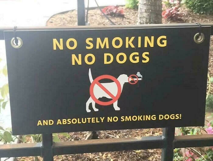 Are Drinking Dogs Okay?