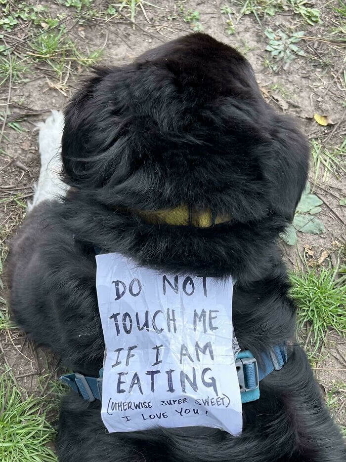 Dog's Dining Rules: Handle with Care!
