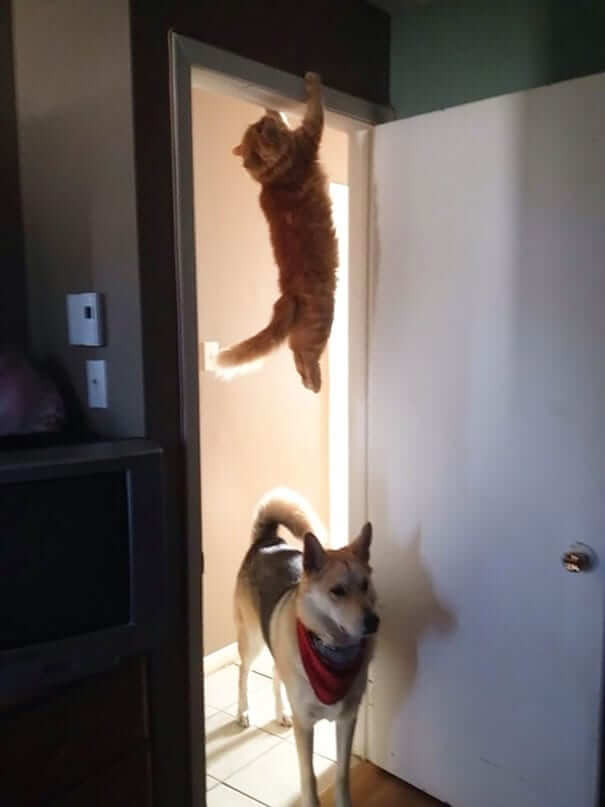 "Have You Seen The Cat, It Was Just Here"