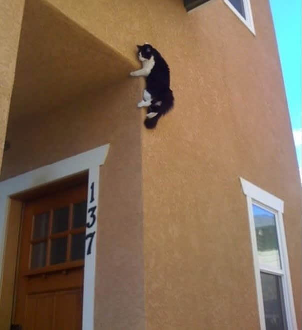 SpiderCat, SpiderCat, прави всичко, което една SpiderCat може