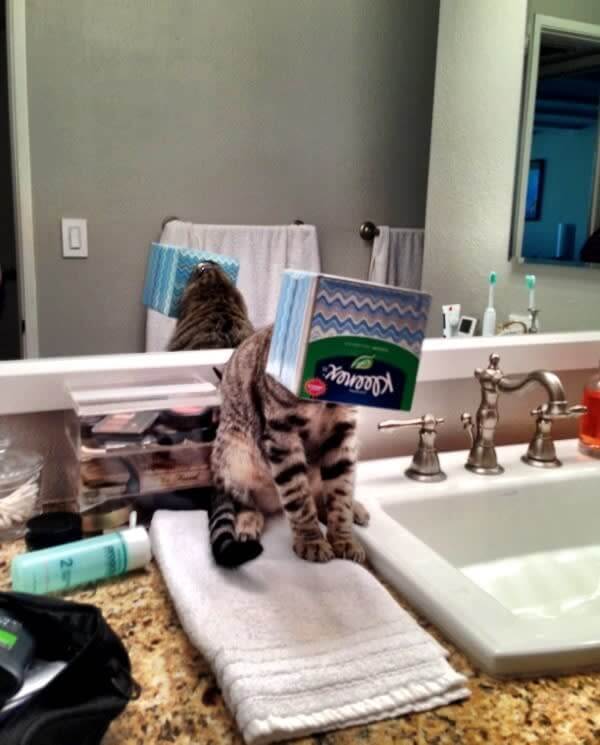 Когато чуете котката си да издава звуци в банята, и намерете това