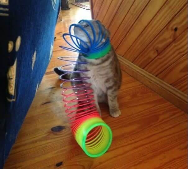 Cat Vs Slinky, The Slinky победи