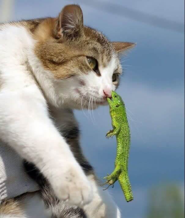 The Cat Took His Tail, So The Lizard Got Revenge