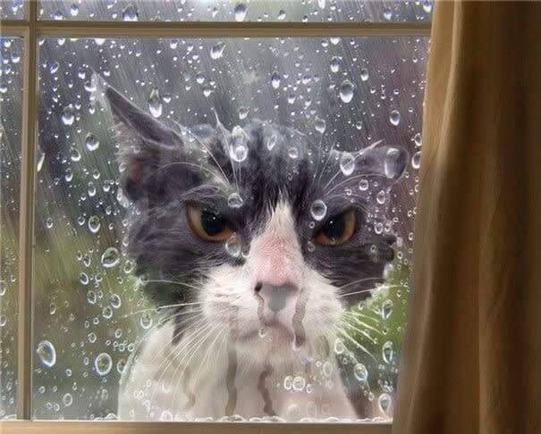 Grumpy Cat Does Not Like The Rain