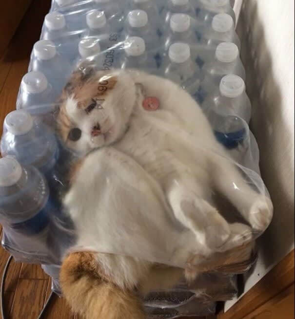 Do You Want Some Cat With Your Water