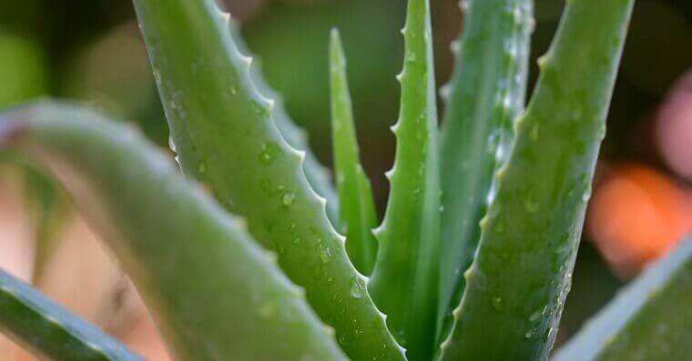 Aloe Vera Juice