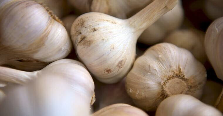 Garlic