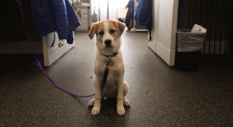 Don't: Wait Too Long Between Walkies