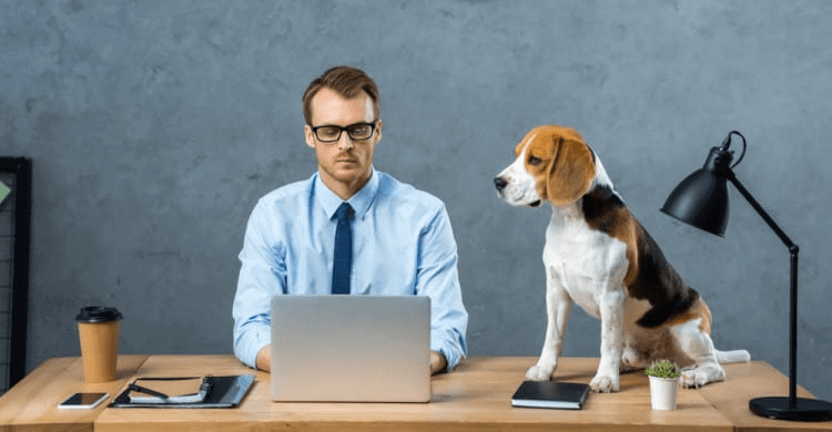 Don't: Leave Your Coworkers To Take Care Of Your Dog Without Their Consent