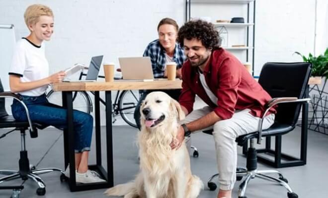 The Do’s And Don’ts Of Bringing Your Dog To Work