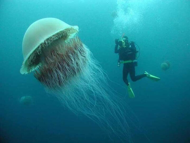 Japanese Jellyfish