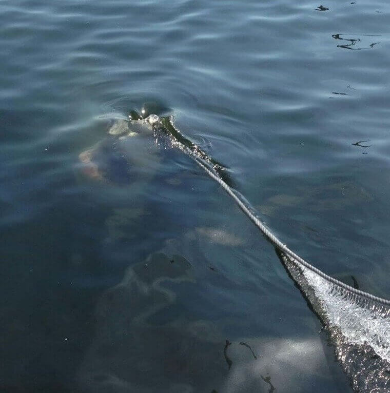 Jaws, Is That You?