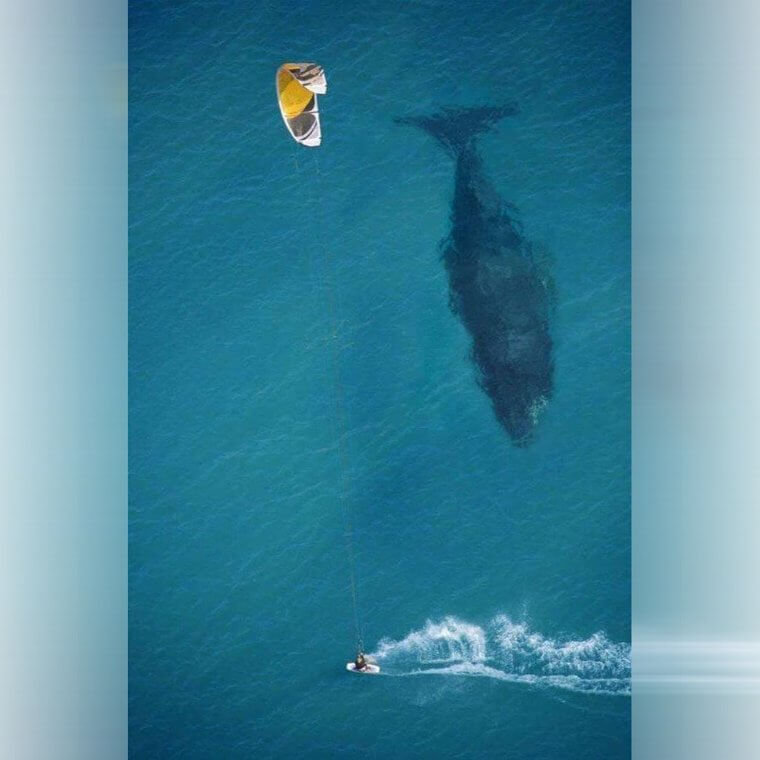 Having A Whale Of A Time