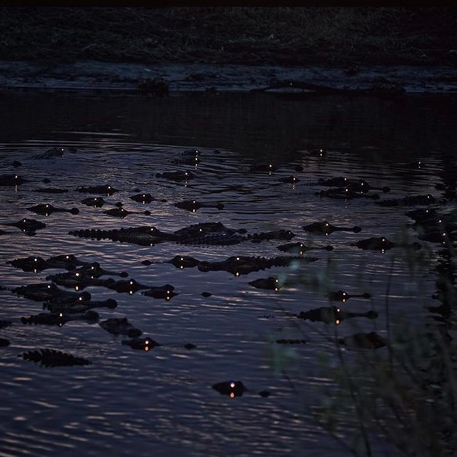See Ya Later, Alligator
