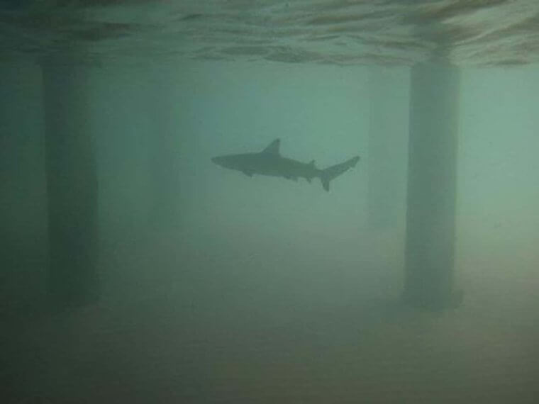 Pier-Reviewed Shark Facts