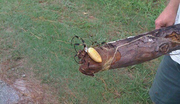 Just Found This Cool Log