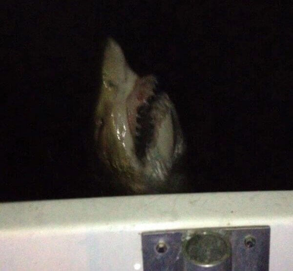 An Image Right Out of a Horror Film