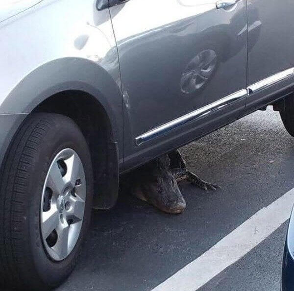 The Little Guy Just Wants Some Shelter