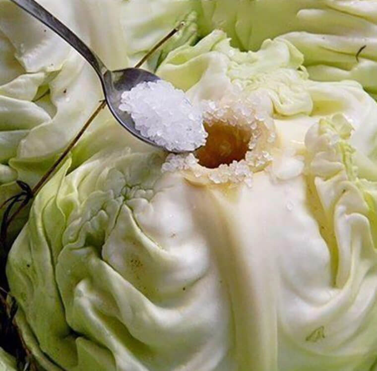 Ferment Delicious Cabbage