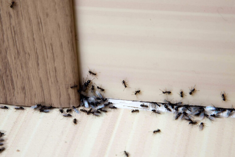 Stop Ant Infestations