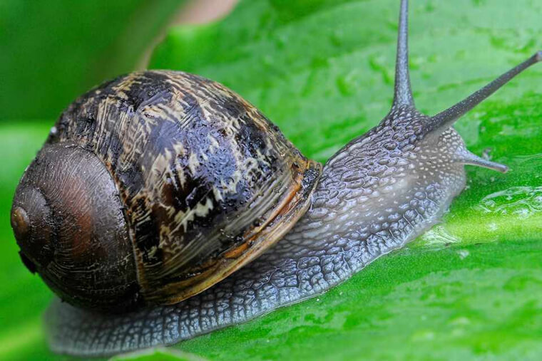 Defend Against Slugs and Snails