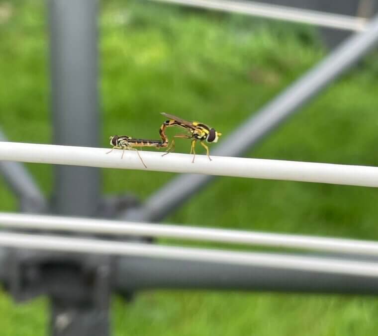 Bugs Occasionally Complicate the Plan