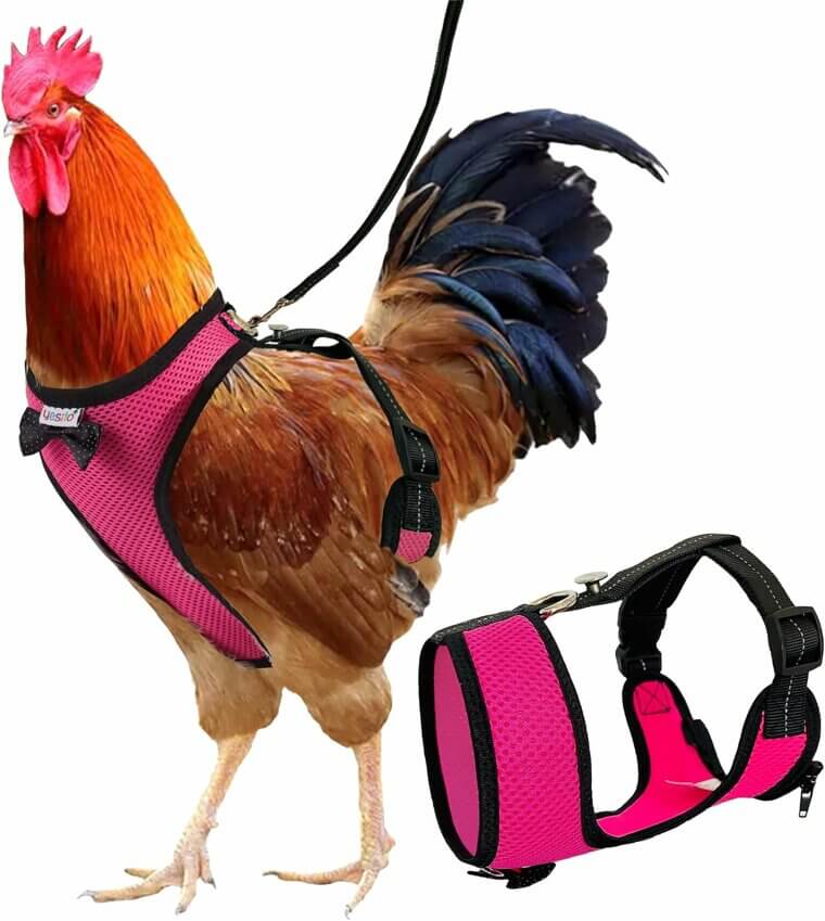 Chicken Harness Set - Stylish Comfort for Your Feathered Friend 