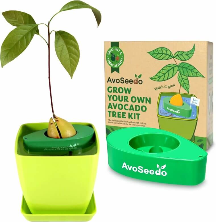 Avocado Tree Kit - Grow Your Own Superfood at Home! 