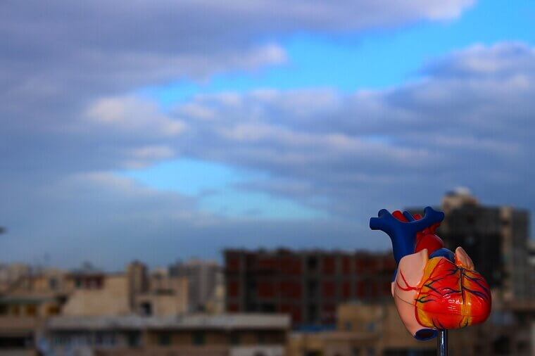 The Heart Can Continue to Beat Even When Removed From the Body