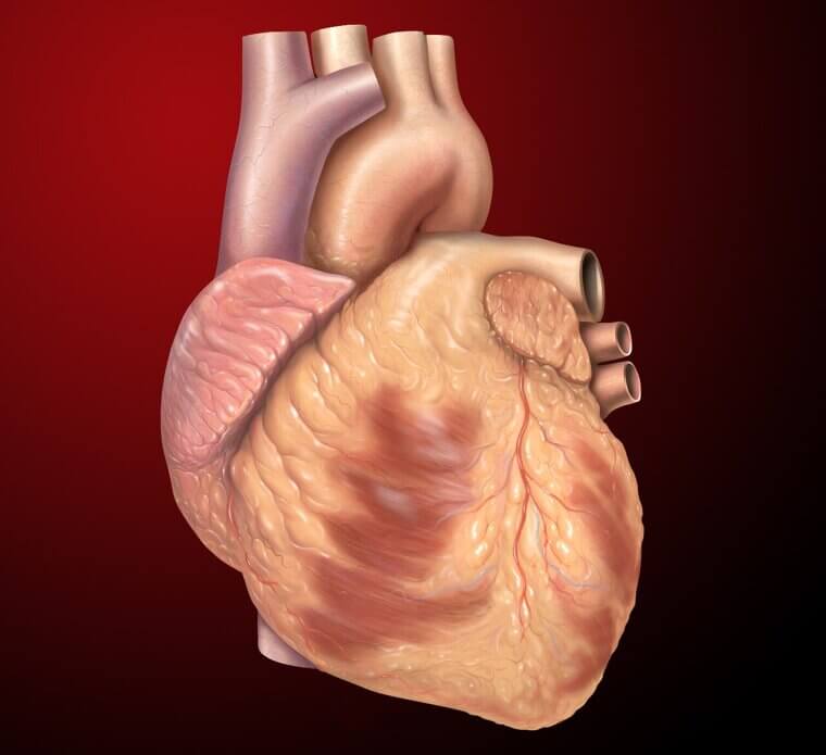 A Human Heart Beats About 100,000 Times a Day