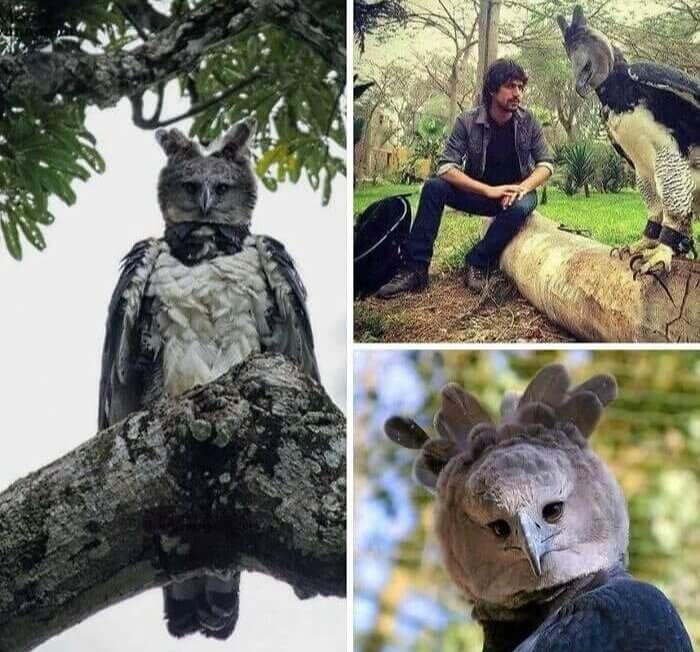 Esse é um grande pássaro